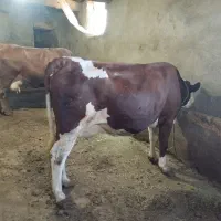 گاو سیمینتال شیری ۲عدد|حیوانات مزرعه|سرشیو, |دیوار