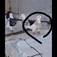 طوقی ماده|پرنده|کبودرآهنگ, |دیوار