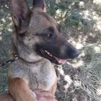 سگ مالینویز.فروشی