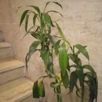 دو شاخه گل بامبو