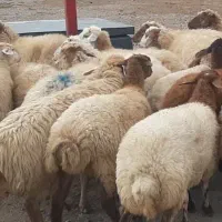 بز جوان آبستن ۲۰ راس|حیوانات مزرعه|اهر, |دیوار