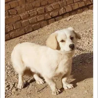 سگ پاکوتاه معاوضه با هرچی