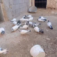 کبوتر کله دار|پرنده|کبودرآهنگ, |دیوار