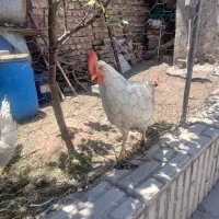 8 عدد جوجه خروس تازه ب خوندن کردن