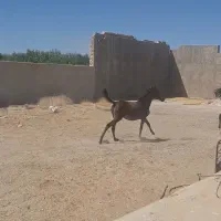 اسب