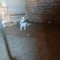 سگ گوسفندی جوان