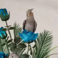 یک عدد عروس هلندی در میدان جانبازان گمشده