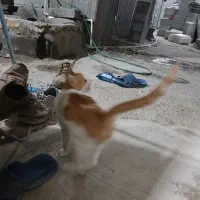 گربه خونگی پدر افغانی مادر چینی