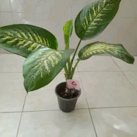 گلخانه آنلاین