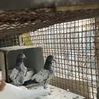 چهار جفت مفلق پاکستانی پرش دو رقمی