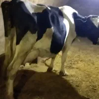 گاو شیری|حیوانات مزرعه|چهاردولی, |دیوار