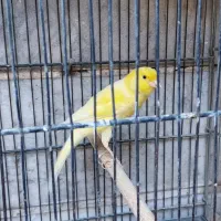 قناری نر و ماده|پرنده|ری, دیلمان|دیوار