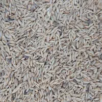 جو محلی|گل و گیاه طبیعی|چمران, |دیوار