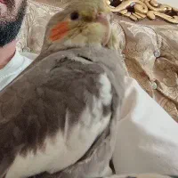 عروس هلندی گمشده