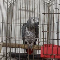 کاسکو دم قرمز