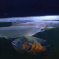 یک جفت اروانا سیلور خانگی|ماهی|اهواز, آریاشهر|دیوار