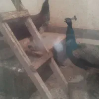 طاووس|پرنده|مشهد, انقلاب|دیوار