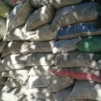 زیل کود کبوتر|گل و گیاه طبیعی|مراغه, |دیوار