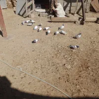 کبوتر|پرنده|نورآباد, |دیوار