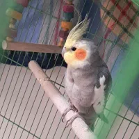 مژدگانی خیلی خوب برای پیدا شدنش|حیوانات|بهبهان, |دیوار