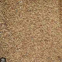 بذر یونجه درجه ۱