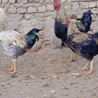 خروس جاق|حیوانات مزرعه|خاوه, |دیوار