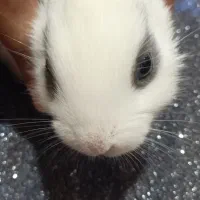 بچه خرگوش|موش و خرگوش|مسجد سلیمان, |دیوار