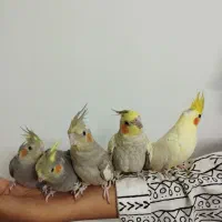 عروس هلندی فول دستی سخنگو