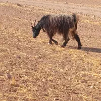بزشیرازی|حیوانات مزرعه|کبودرآهنگ, |دیوار