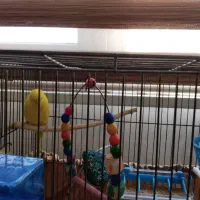 مرغ عشق تک|پرنده|کهریزک, |دیوار