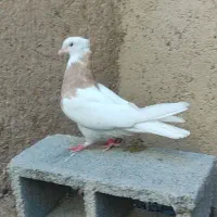 طوق زرد ماده|پرنده|شیبکوه (فارس), |دیوار