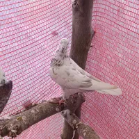 دو عدد کبوتر پرشی|پرنده|آستانه اشرفیه, |دیوار