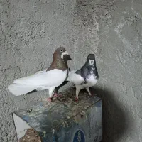 کفتر پلاکی جفتی وشهری|پرنده|شیراز, سلطان آباد|دیوار