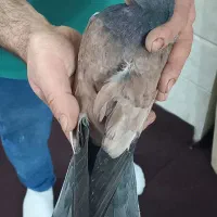 کبوتر|پرنده|قم, باجک یک|دیوار