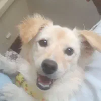 سگ اشپیتز ماده|سگ|اندیشه, شهرک صدف|دیوار