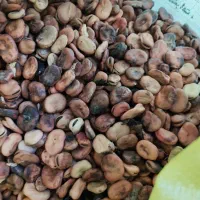 بذر باقلا برکت کیلویی70|عمده‌فروشی|علی‌آباد کتول, |دیوار