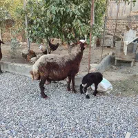 گوسفند بره دار و ابست