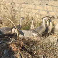 غوغاز افریقایی|حیوانات مزرعه|پیرانشهر, |دیوار