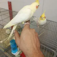 کفتر|پرنده|اردبیل, |دیوار