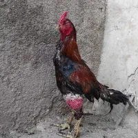 شاه خروس لاری