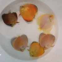 سالن ماهی دیسکس نیشابور افتتاح شد