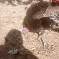 بوغلمون محلی