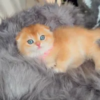 بچه گربه های مجموعه ایران کتز iran cats|گربه|بوشهر, |دیوار