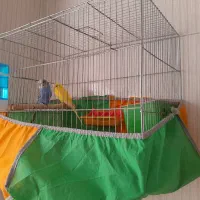 مرغ عشق آماده تخم گذاری