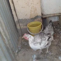 مرغ وخروس فروشی|پرنده|مود, |دیوار