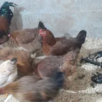 ۳۰ عدد مرغ دانه ای ۴۵۰|حیوانات مزرعه|ماکلوان, |دیوار