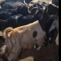 ده عدد بز جوان و سالم فروشی