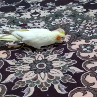 طوطی عروس هلندی|پرنده|نیشابور, شهرک رضوی|دیوار