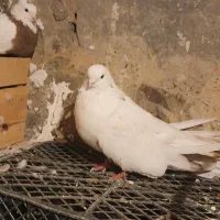 کفتر قدار دیمدیک بالا|پرنده|گرمی, |دیوار