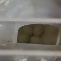 ۳تا فنچ جوانه و۵تا جوجه|پرنده|زابل, |دیوار